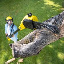 Tree and Shrub Care