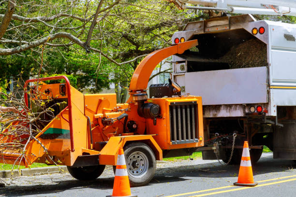 How Our Tree Care Process Works  in  Marshfield Hills, MA